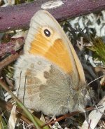 Small Heath-Ed Res.jpg