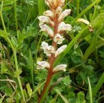 Broomrape 1 - Copy.JPG