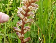 Broomrape 3 - Copy.JPG