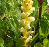 Broomrape 4 - Copy.JPG