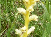 Broomrape 6 - Copy.JPG