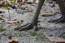 Cassowary feet 2s.jpg