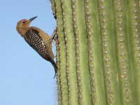 Gila-Woodpecker-Green-Valle.jpg