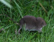 Common Shrew_Girdle Ness_180819a.jpg