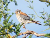 American-Kestrel-Green-Vall.jpg