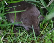 Common Shrew_Girdle Ness_180819b.jpg