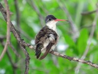 Violet-crowned-Hummingbird-.jpg