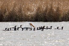 American White Pelican w- Double-Crested Cormorant (1).jpg