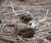 20cisticola00001small.jpg