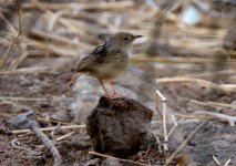 20cisticola200001small.jpg