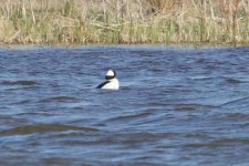 Bufflehead (1).jpg