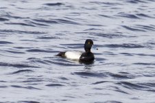 Greater Scaup.jpg