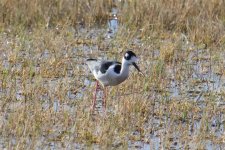 Black-Necked Stilt (1).jpg