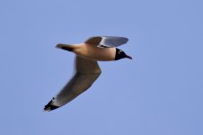 Franklin's Gull.jpg