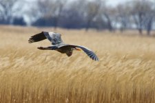 Great Blue Heron.jpg