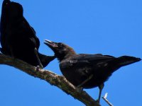 Yeah, that's the spot!  -  American Crow.jpg