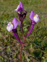 Linaria_algarviana.jpg