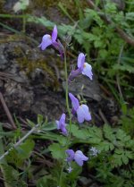 Linaria_ricardoi_Cuba_2.jpg