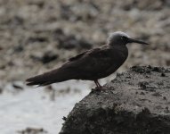Dark brown bird on beach 140619.jpg