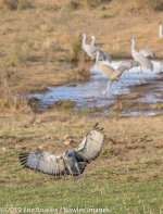 Hiwassee Wildlife Refuge_1-8-2019_293002.jpg