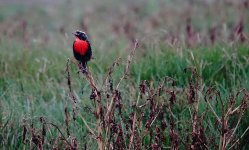 DSC05007 Peruvian Meadowlark @ Villa.jpg