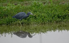 DSC05015 Little Blue Heron @ Villa.jpg