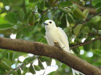 white tern.jpg