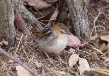 8cisticola00001small.jpg