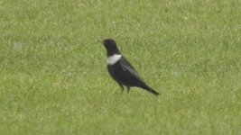 ring ouzel - 1.JPG