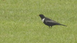 ring ouzel - 2.JPG