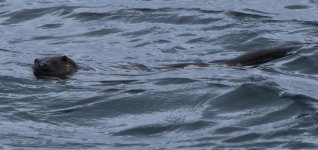 tn_Sea otter 2.JPG