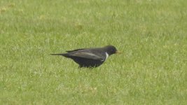 ring ouzel - 3.JPG