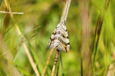 DTT_9886 Unidentified Moth.JPG