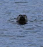 tn_Grey Seal- headshot ...JPG