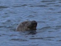 tn_Grey Seal (4).JPG