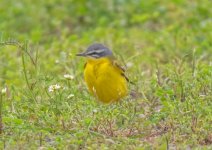 BH Yellow wagtail Motacilla flava  Faneromeni 230419.JPG