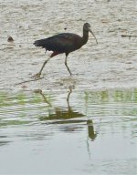 DSC04492 Glossy Ibis @ Nam Sang Wai.jpg