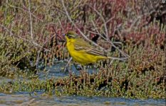 Wagtail  Motacilla flava Polichnitos Salt Pans 240419 1.1.JPG