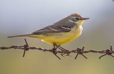 Wagtail Black-headed wagtail Motacilla flava feldegg female Kalloni  Salt Pans 210419.JPG