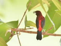 Crimson_backed_tanager_00003 (800x600).jpg