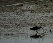 DSC04497 Glossy ibis @ Nam Sang Wai.jpg