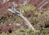 Citrine Wagtail - Motacilla citreola Polichnitos Salt Pans 270419.JPG