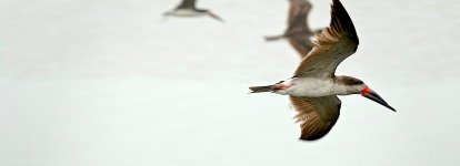 DSC05027 Black Skimmer @ Villa.jpg