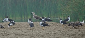 DSC05041 Belcher's & Kelp Gulls @ Villa.jpg