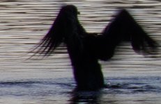 Bird flapping on water.jpg