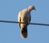 Mourning Dove.jpg