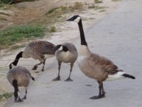 Canada Geese.jpg