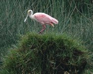 DSC05067 Roseate Spoonbill @ Villa.jpg