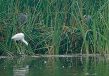 DSC05073 Yellow-crowned Night Heron @ Villa.jpg