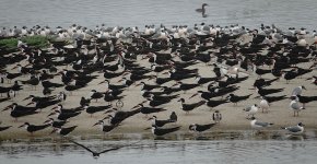 DSC05049 Black Skimmers @ Villa.jpg